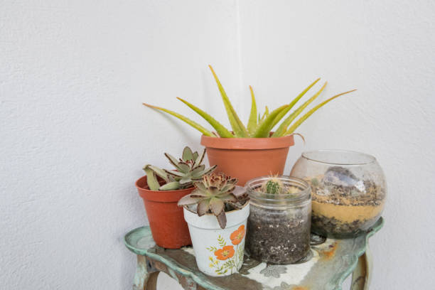 Potted Aloe Succulent and Cactus Plants Outdoors on Apartment Balcony This is a photograph of a group of aloe, succulent and cactus in a variety of pots and glass containers illuminated with sunlight on an outdoor balcony in Miami, Florida. small florida home stock pictures, royalty-free photos & images