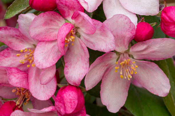 istock Close up of pink apple blossoms 1218265197