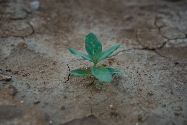 istock Fresh green plant growth on dry cracked soil, Global warming 1218267983
