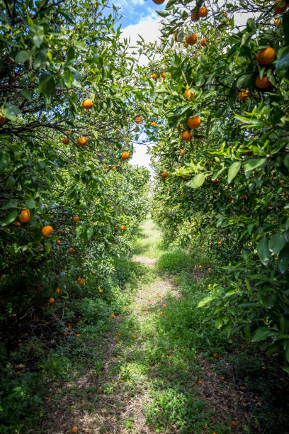 istock Orange orchard in Spain in spring 1218268309