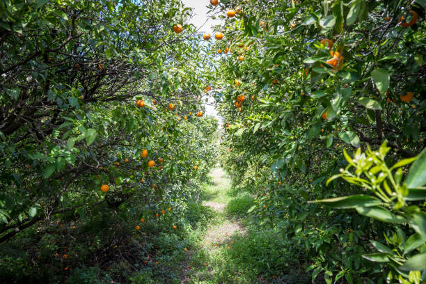 istock Orange orchard in Spain in spring 1218268310