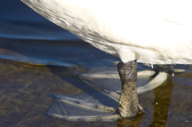 The webbed feet of a swan