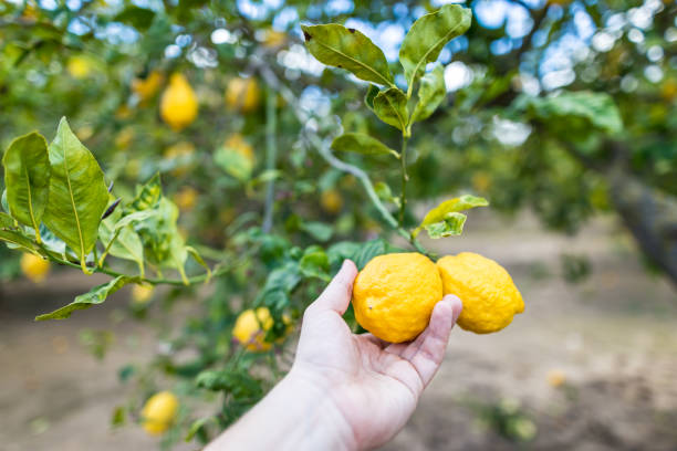 istock Lemon garden in Spain in spring 1218269090