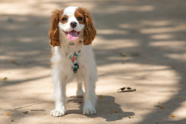 istock A little female Cavalier king charles spaniel 1218271099