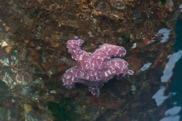 istock Sea star at a pole in U.S. Coast Guard Base Seattle area 1218275429
