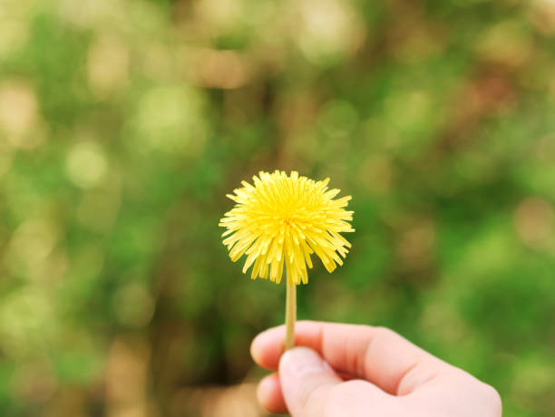 istock Hand holding dandelion flower on blurred green grass meadow background. Springtime concept image. 1218275758