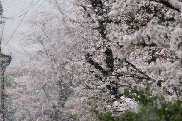 istock Blooming cherry blossoms and snow 1218276373