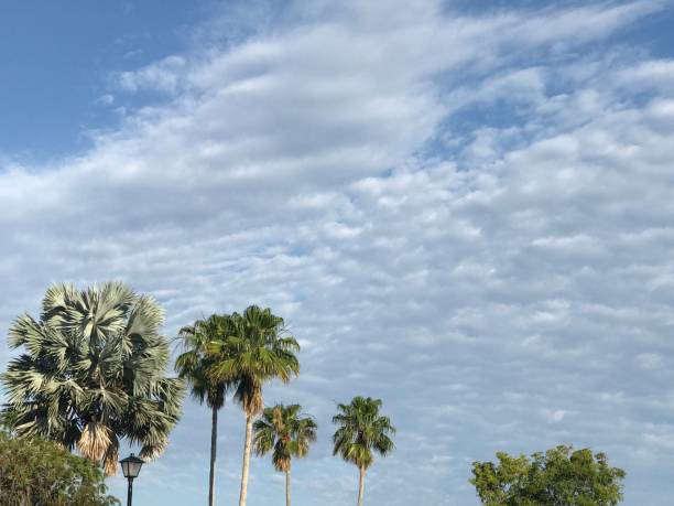 istock Palm trees in the sun 1218277559