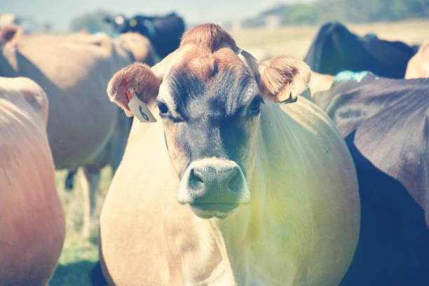 istock Till The Cows Come Home - Dairy Cattle in Rural Scene 1218278359