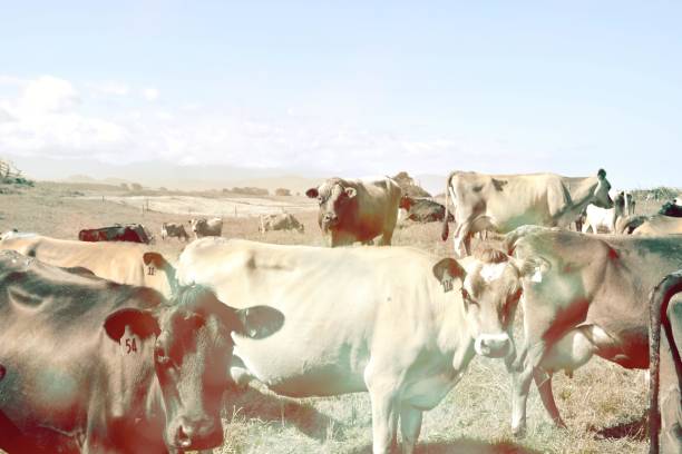 istock Till The Cows Come Home - Dairy Cattle in Rural Scene 1218279079