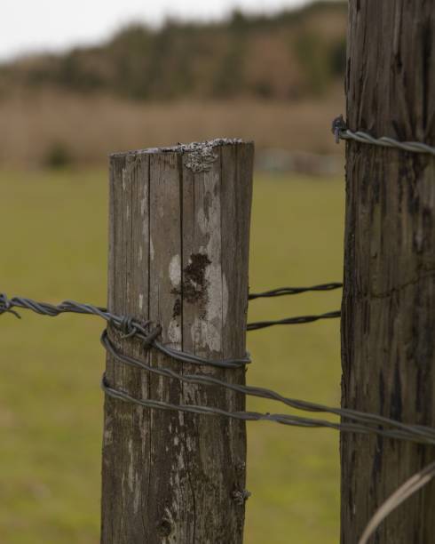 istock Hanging out on the farm 1218281077