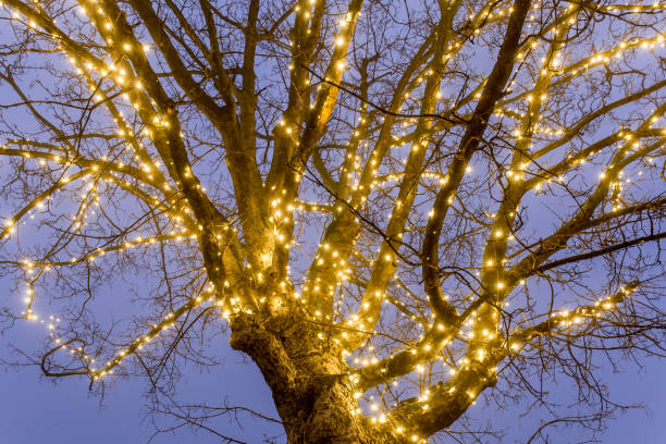istock Park in Christmas night in Austria 1218281708