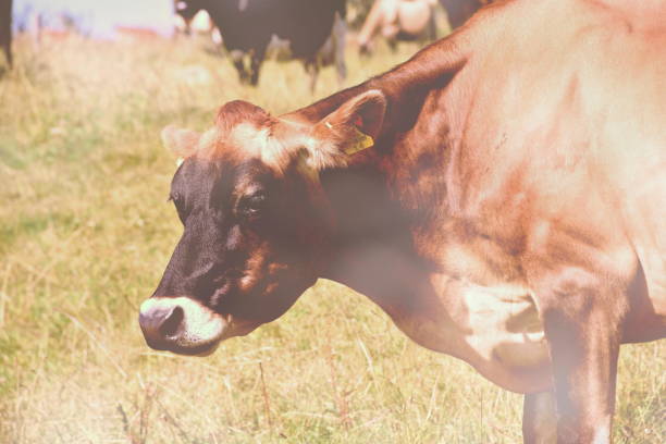 istock Till The Cows Come Home - Dairy Cattle in Rural Scene 1218281739
