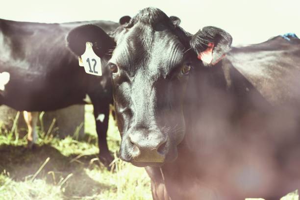 istock Till The Cows Come Home - Dairy Cattle in Rural Scene 1218282417