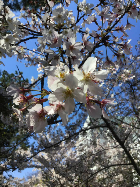 istock Cherry blossoms at Anjyo Park in Aichi, Japan 1218285978