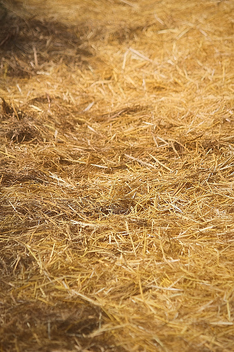 A close-up view of the background of many bales of compressed rice straw stacked on top of each other tied with ropes to prevent falling, ready to be fed to animals, a common sight in rural Thai agriculture.