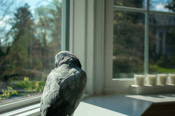 istock An African Grey Parrot Looking Out a Window 1218286694