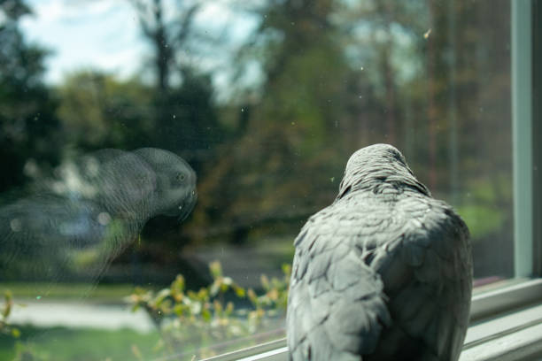 istock An African Grey Parrot Looking Out the Window 1218286777