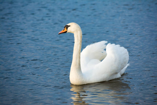 istock One white swan on blue water with small waves. Wildlife Background 1218287389