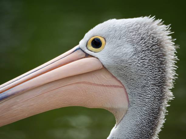 istock Partial Head of a Wild Pelican Up Close 1218287718