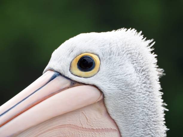 istock Partial Head of a Wild Pelican Up Close 1218288229