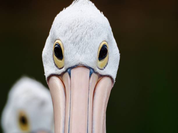 Pink pelican in close-up at the water's edge