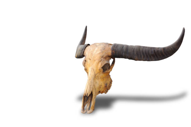istock Skull, dead buffalo, skull, dead, horned, separated from white background, clipingpart 1218288503