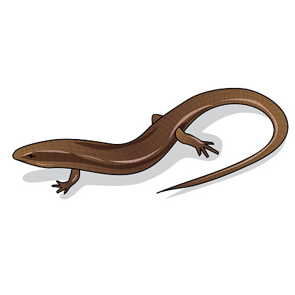 Brown skink, Reptile, on a white background