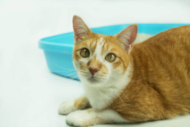 istock The excretion of cats is routine daily. 1218294731