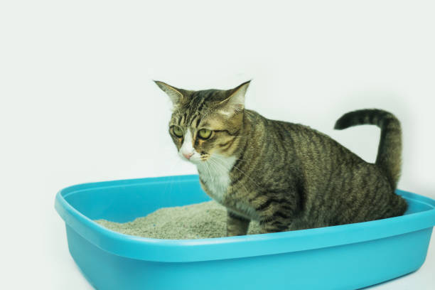 istock The excretion of cats is routine daily. 1218294732