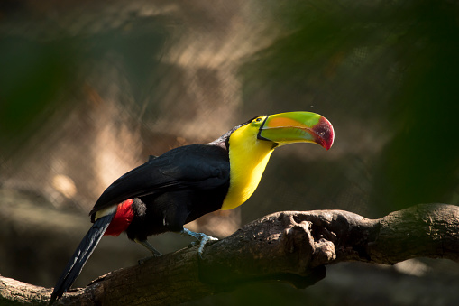 yellow-billed toucan watching the sky