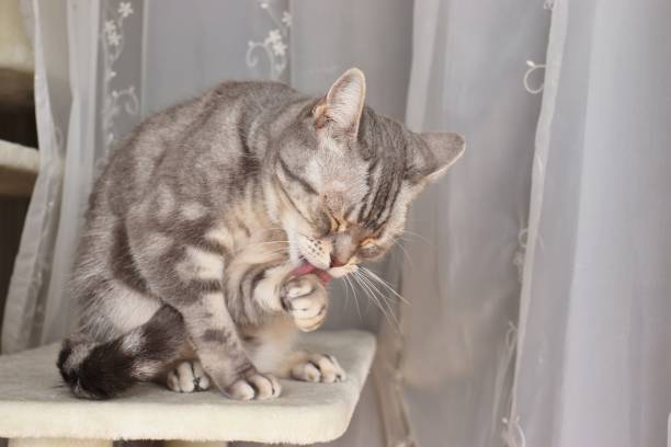 istock Cat grooming in front of curtain. 1218296445