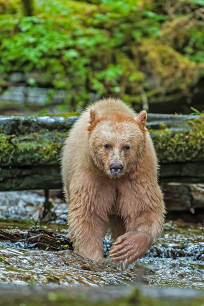 l’ours kermode (ursus americanus kermodei), aussi connu sous le nom d'« ours spirituel » ou « ours fantôme », est une sous-espèce de l’ours noir américain vivant sur la côte centrale de la colombie-britannique. - flathead national forest photos et images de collection