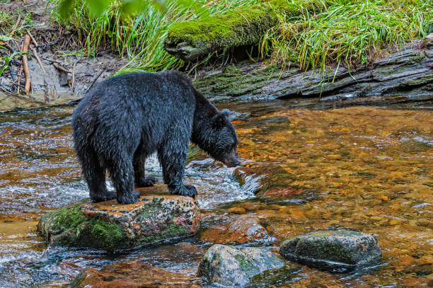 istock Black Bear, Olympic Black Bear; Ursus americanus altifrontalis. 1218298279