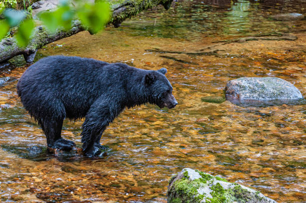 istock Black Bear, Olympic Black Bear; Ursus americanus altifrontalis. 1218298280