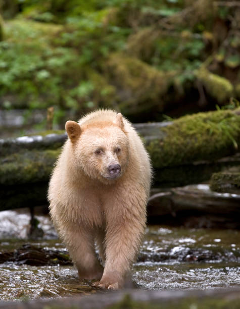 o urso kermode (ursus americanus kermodei), também conhecido como "urso espiritual" ou "urso fantasma", é subespécie do urso negro americano que vive na costa central da colúmbia britânica. - flathead national forest - fotografias e filmes do acervo