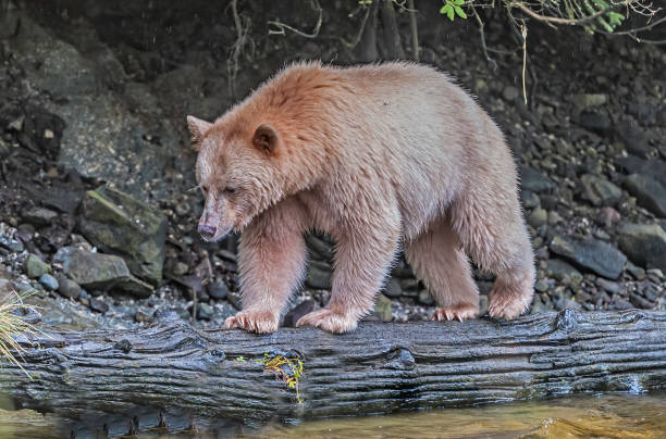 o urso kermode (ursus americanus kermodei), também conhecido como "urso espiritual" ou "urso fantasma", é subespécie do urso negro americano que vive na costa central da colúmbia britânica. - flathead national forest - fotografias e filmes do acervo