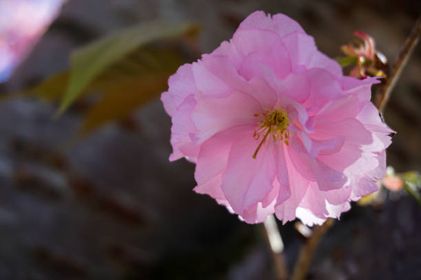 istock Cherry blossom in Washington DC 1218298291