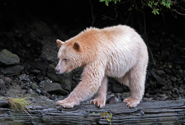 o urso kermode (ursus americanus kermodei), também conhecido como "urso espiritual" ou "urso fantasma", é subespécie do urso negro americano que vive na costa central da colúmbia britânica. - flathead national forest - fotografias e filmes do acervo