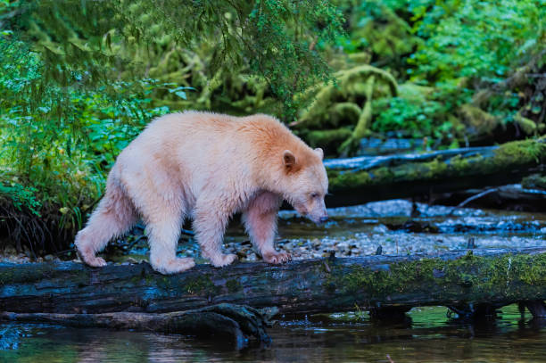 o urso kermode (ursus americanus kermodei), também conhecido como "urso espiritual" ou "urso fantasma", é subespécie do urso negro americano que vive na costa central da colúmbia britânica. - flathead national forest - fotografias e filmes do acervo