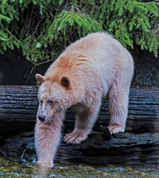 l’ours kermode (ursus americanus kermodei), aussi connu sous le nom d'« ours spirituel » ou « ours fantôme », est une sous-espèce de l’ours noir américain vivant sur la côte centrale de la colombie-britannique. - flathead national forest photos et images de collection