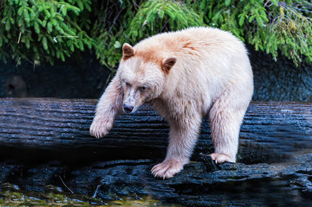 o urso kermode (ursus americanus kermodei), também conhecido como "urso espiritual" ou "urso fantasma", é subespécie do urso negro americano que vive na costa central da colúmbia britânica. - flathead national forest - fotografias e filmes do acervo