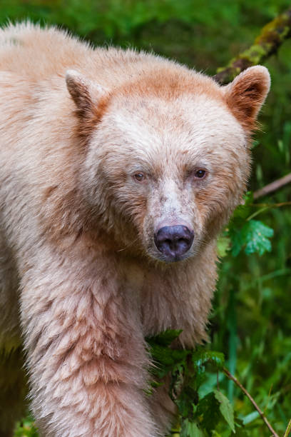 l’ours kermode (ursus americanus kermodei), aussi connu sous le nom d'« ours spirituel » ou « ours fantôme », est une sous-espèce de l’ours noir américain vivant sur la côte centrale de la colombie-britannique. - flathead national forest photos et images de collection