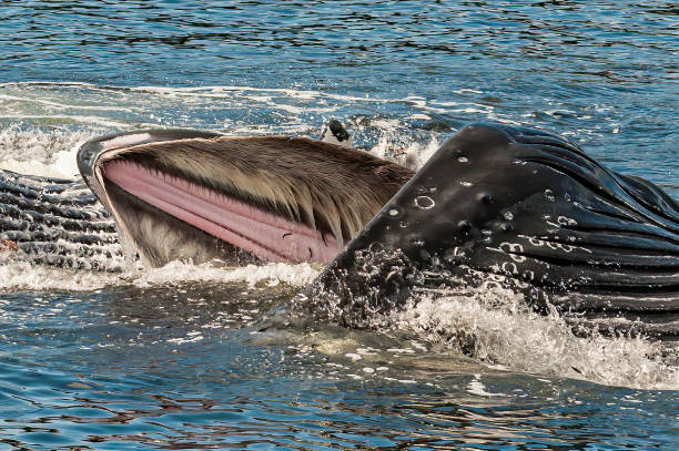 Bubble net feeding Humpback Whales in the waters of Bristish Columbia, Canada. Humpback whale, Megaptera novaeangliae, a Baleen whale. One of the larger rorqual species. The species' diet consists mostly of krill and small fish. Humpbacks have a diverse repertoire of feeding methods, including the bubble net feeding technique. British Columbia, Canada"n baleen whale stock pictures, royalty-free photos & images