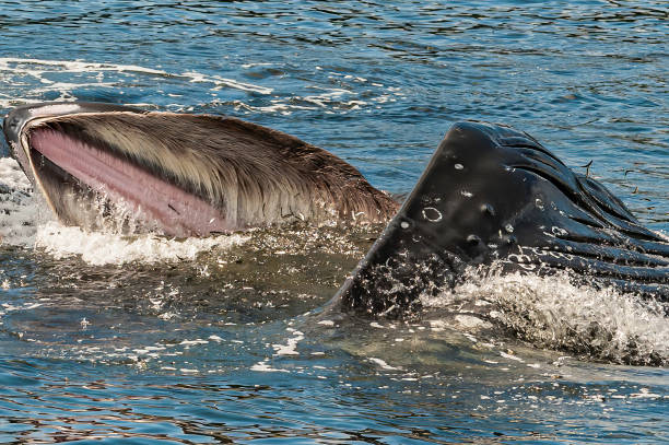 Bubble net feeding Humpback Whales in the waters of Bristish Columbia, Canada. Humpback whale, Megaptera novaeangliae,  a Baleen whale. One of the larger rorqual species. The species' diet consists mostly of krill and small fish. Humpbacks have a diverse repertoire of feeding methods, including the bubble net feeding technique.  British Columbia, Canada"n baleen whale stock pictures, royalty-free photos & images