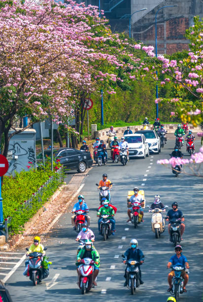 Ho Chi Minh city, Vietnam, February 7th, 2019: Traffic in Saigon street with motorbikes, car move under pink tabebuia rosea flower tree of urban development in Ho Chi Minh City, Vietnam