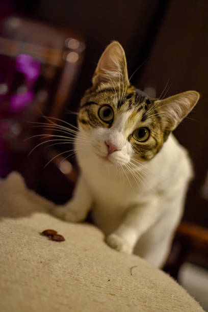 istock A cat focused on the camera lens 1218303458