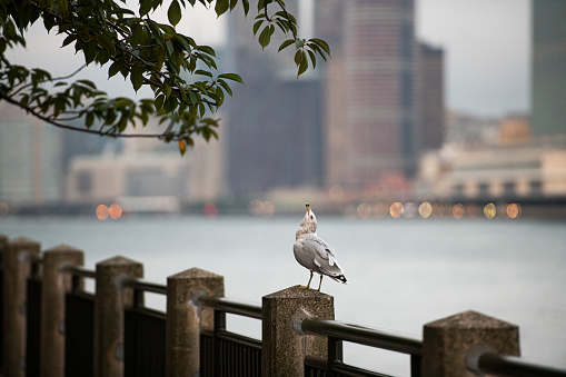 A seagull caws to the sky, Roosevelt Island, Manhattan, New York City