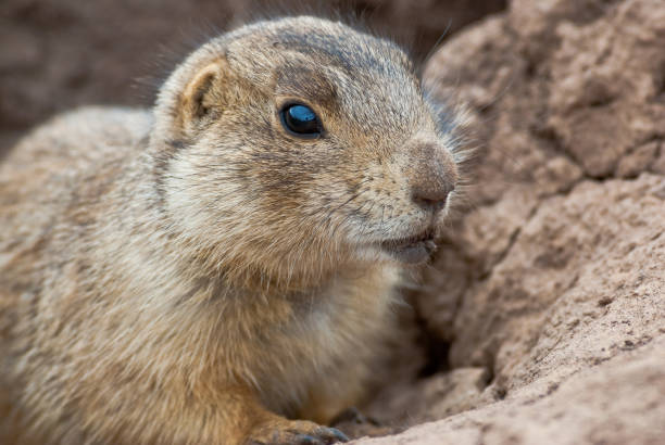 istock Gunnison's Prairie Dog 1218307597