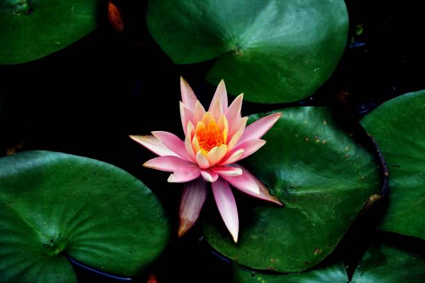istock Lotus and its leaves 1218308683